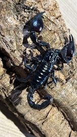 Scorpione