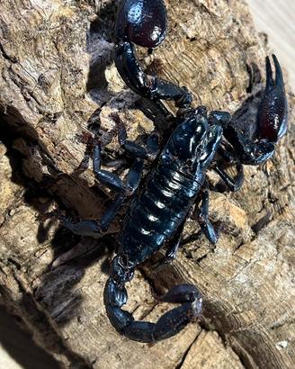 Scorpione