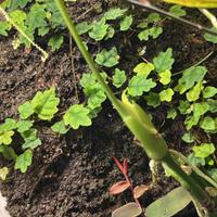 Talee di ficus pumila 'Quercifolia'