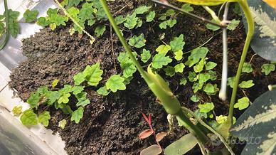 Talee di ficus pumila 'Quercifolia'