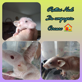 Ratti nudi da compagnia