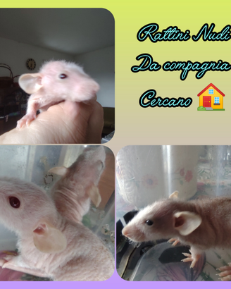 Ratti nudi da compagnia