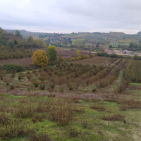 Terreno con circa 130 piante di nocciole