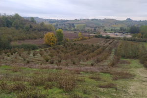 Terreno con circa 130 piante di nocciole