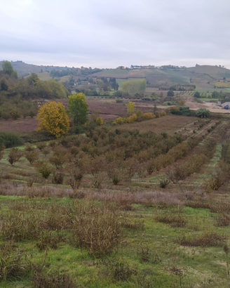 Terreno con circa 130 piante di nocciole