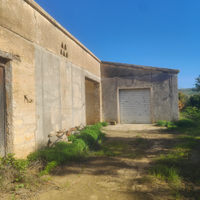 Terreno agricolo - Uliveto "Nocellara del Belice"