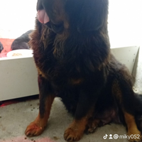 Mastino Tibetano. /Tibetan Mastiff