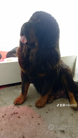Mastino Tibetano. /Tibetan Mastiff
