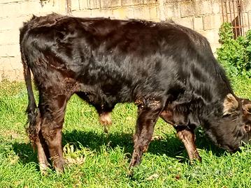 Vitello podolico di 1 anno