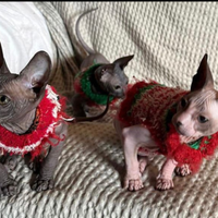 Bellissime sphynx