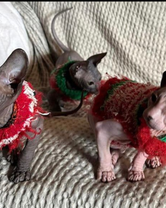 Bellissime sphynx