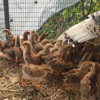 Pulcini livornese collo oro di 1 mese