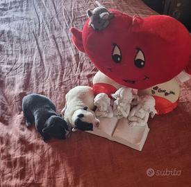 Cuccioli di chihuahua toy