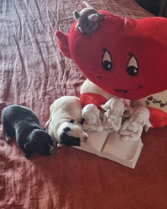 Cuccioli di chihuahua toy