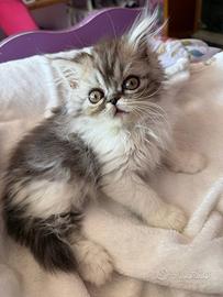 Gatti persiani cuccioli