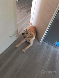 Labrador 5 mesi e mezzo