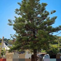 Albero di Natale 15 metri - Pino di Norfolk