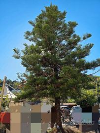 Albero di Natale 15 metri - Pino di Norfolk