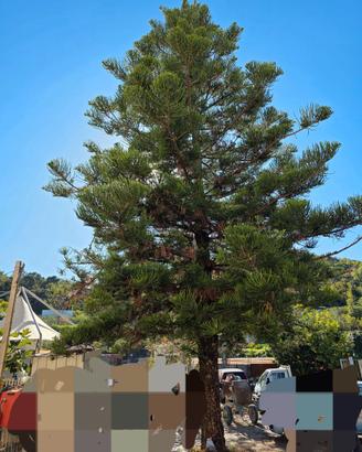 Albero di Natale 15 metri - Pino di Norfolk