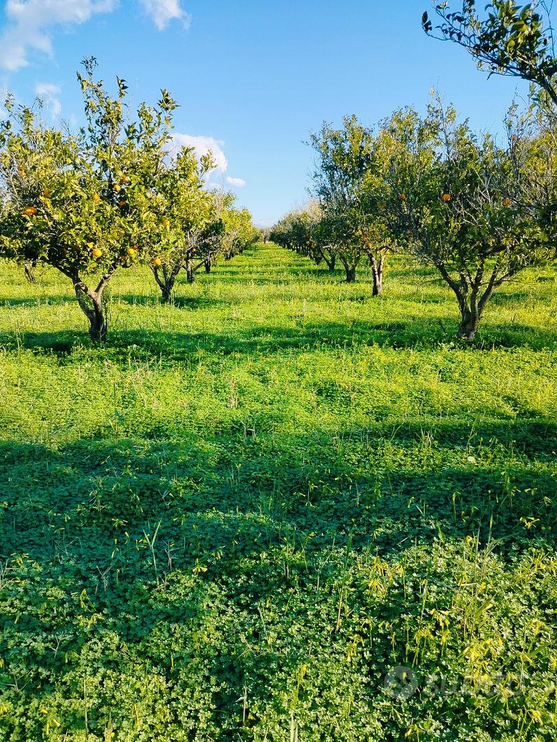 Terreno agricolo - Vista 4