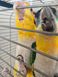 Caicco allevati a mano