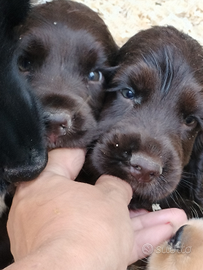 Cocker spaniel inglese pedigree PET TERAPY ciocco