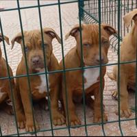 Pitbull american terrier