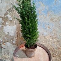 cipresso per siepi o ornamento 