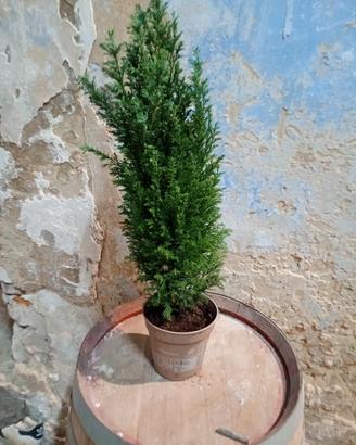 cipresso per siepi o ornamento 