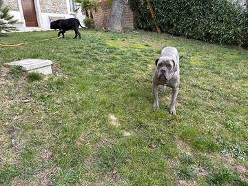 Cane Corso per accoppiamento