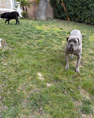 Cane Corso per accoppiamento