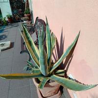 agave