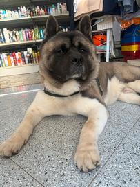 Akita americano