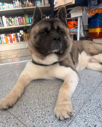 Akita americano