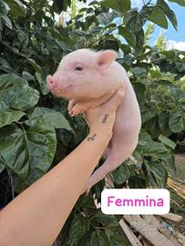 maialini minipig  Juliana 
