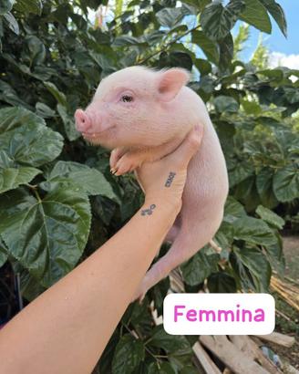 maialini minipig  Juliana 