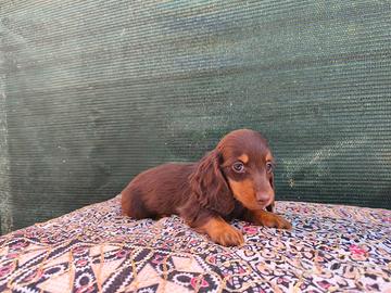 Bassotto tedesco a pelo lungo cioccolato pedigree