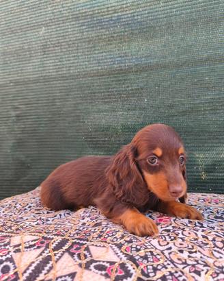 Bassotto tedesco a pelo lungo cioccolato pedigree