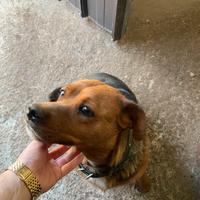 Shepweiler