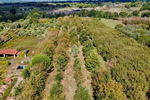 TER. AGRICOLO A MANZIANA