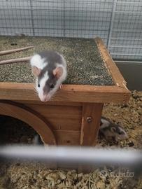 Cuccioli di ratto domestico