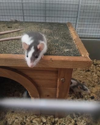 Cuccioli di ratto domestico