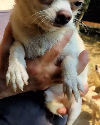 Chihuahua
