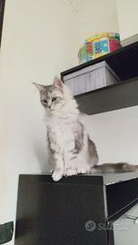 Ultima cucciola Maine coon XXL Silver shaded line