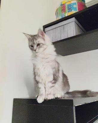 Ultima cucciola Maine coon XXL Silver shaded line