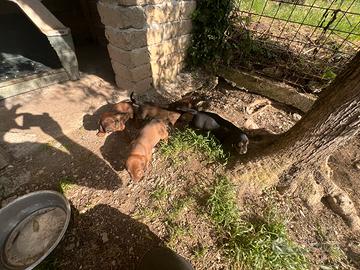 Dachsbracke