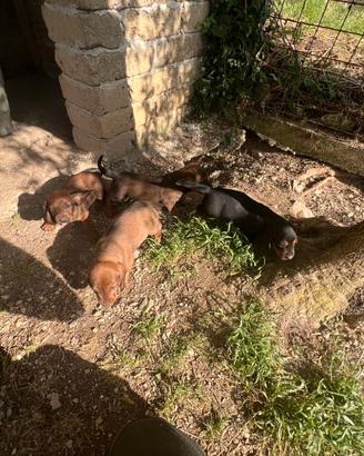 Dachsbracke