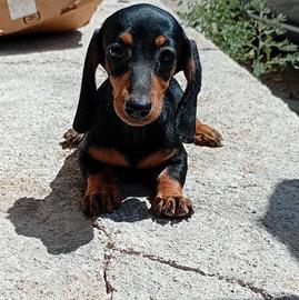 bassotto