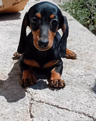 bassotto