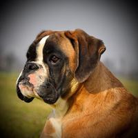 Boxer Cuccioli Fulvi - Bianchi
